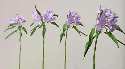 Obraz premium Purple alstroemeria flowers with green stems blooming on a minimal light background