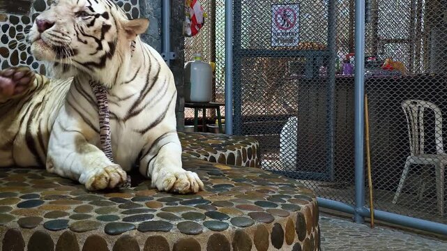 A white tiger lies on a platform in a cage and is held on a leash - a shot about the cruel keeping of animals and the problems of zoos.