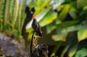 colibri,piccolo uccellino nell'equatore