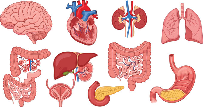 Human organ icon set with detailed anatomical illustrations of brain, heart, lungs, liver, stomach, kidneys, intestines, flat vector illustration