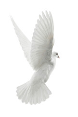 Obraz premium White dove flying with wings up isolated. Dynamic flight pose.
