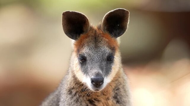 Swamp Wallabys (Wallabia bicolor) is a small macropod marsupial of eastern Australia. Slow motion, 25 percent natural speed.
