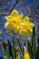 A close up of vibrant daffodils in the spring sunshine with a shallow depth of field