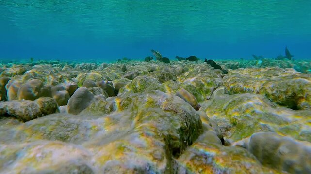 Forward motion over beautiful flat-top on shallow coral reef with bite marks from feeding parrotfish against turquoise water and surface, lots of tropical fish swimming above corals 