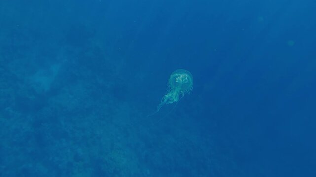 Top view of Mauve Stinger Jellyfish swimming up in the blue water in the sun rays. Mauve Stinger, Night-lightx Jellyfish, Phosphorescent Jellyfish or Purple People Eater, Pelagia noctiluca 