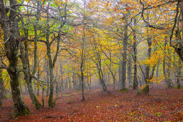 Obraz premium El bosque en otoño. Para contemplar una paleta de colores rica en matices, basta con detenerse a observar un bosque en otoño.