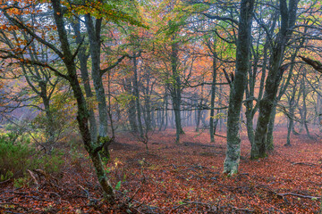 Obraz premium El bosque en otoño. Para contemplar una paleta de colores rica en matices, basta con detenerse a observar un bosque en otoño.