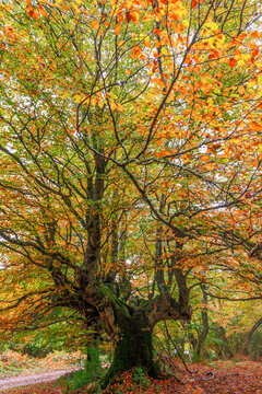 F&aacute;bricas de colores. Un ejemplo de los se&ntilde;ores del bosque que crean los colores que vemos.