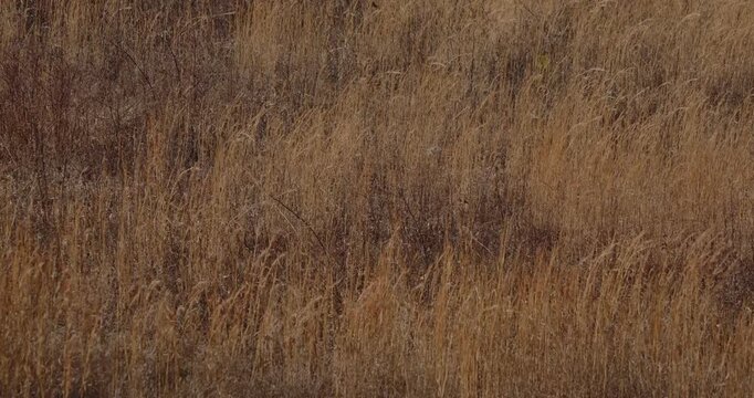 Early winter breeze blowing through golden field grasses.