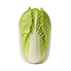 Fresh chinese cabbage napa cabbage isolated on transparent background high quality studio shot healthy vegetable