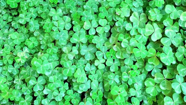 Vibrant green cluster of clover leaf plants. Slow rotating zoom motion.