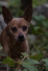 Portrait of a miniature pinscher dog looking at camera outdoors. Small brown dog with big ears in natural greenery, shallow depth of field and blurred background.