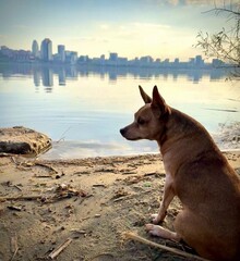 Miniature pinscher sitting on sandy riverbank and looking at calm water. City skyline reflected in river at sunset, outdoor pet portrait with copy space and soft evening light.