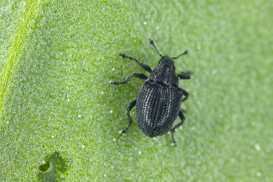 Lundy Cabbage Weevil or Cabbage Leaf Weevil, Ceutorhynchus contractus. A tiny beetle that feeds on various crops. An adult insect on a rocket leaf, in which it has eaten holes.