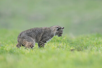 Bobcat (Lynx rufus), hunting at a gopher whole  © Tom