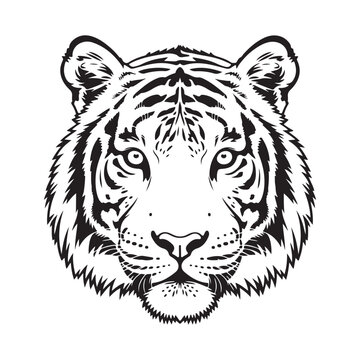 Detailed black and white illustration of fierce tiger head face showing powerful wild cat animal majestic presence and striped markings clearly