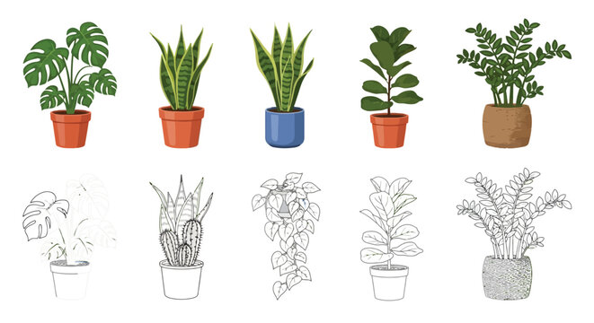 A collection of potted houseplants and their corresponding line art versions