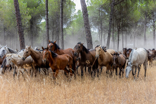 Saca de la Yeguas, Almonte.
