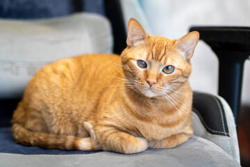 Closeup of ginger tabby cat comfortably seated on plush chair in cozy office setting