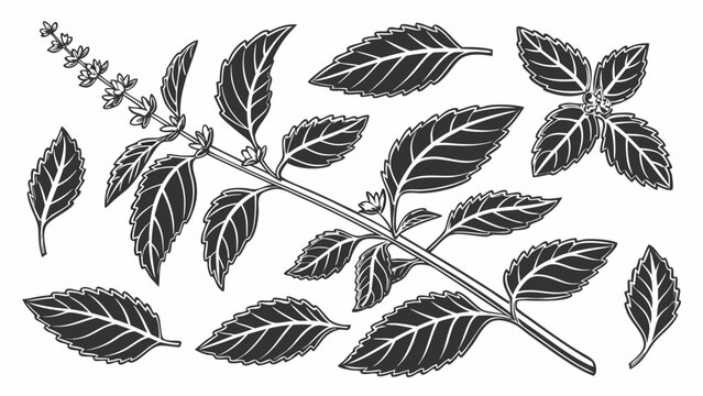 Detailed botanical illustration of tulsi plant leaves and stem rendered as a silhouette high quality professional