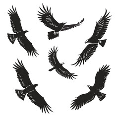 Fototapeta premium Five black silhouettes of eagles in flight showcasing dynamic wing positions silhouette high quality professional detailed