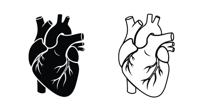 Anatomical illustration of a human heart in positive and negative forms