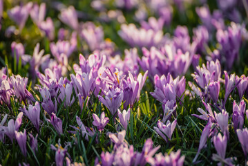 Fototapeta premium Spring crocus flowers in the green grass, Easter seasonal background