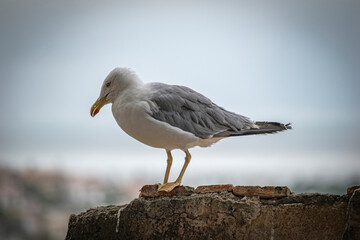 Obraz premium Gaviota