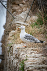 Obraz premium Gaviota