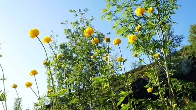 Beautiful bright, shining, fiery yellow of globeflower in a meadow on a sunny summer day.