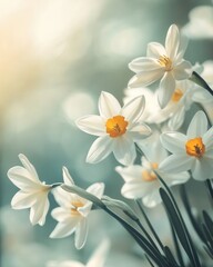 Fototapeta premium HIFI