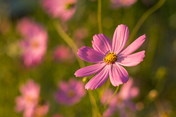 Obraz premium A calm meadow scene where pink cosmos flowers catch the last rays of sunset, symbolizing soft natural elegance.