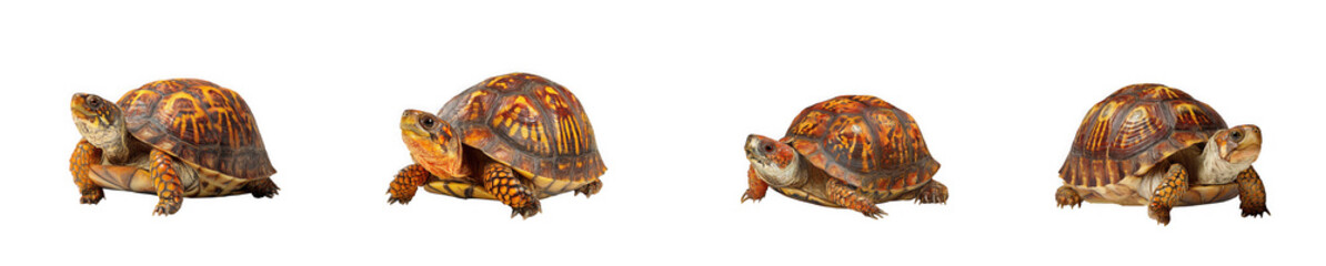 Naklejka premium Four views of a painted turtle showcasing detailed shell patterns on transparent background high quality professional