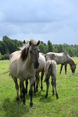 Fototapeta premium Konik-Pferde im Papa-Nationalpark in Lettland