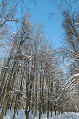 Fototapeta premium Birch trees high, Tall birch trunks against winter sky with snowcovered branches, Vertical arrangement of slender birch trees with snow and textured bark highlights