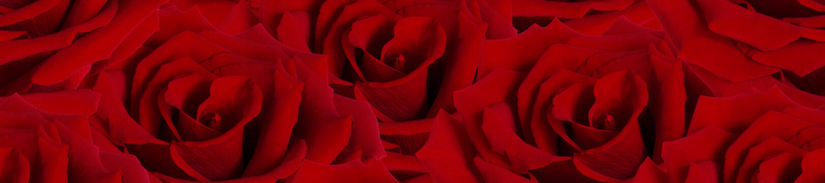 Panorama field of red roses pattern for romance, weddings, and Valentine imagery