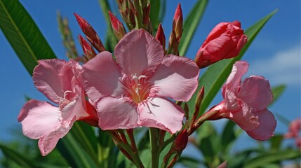 Several light pink blossoms feature prominently against a bright blue sky background