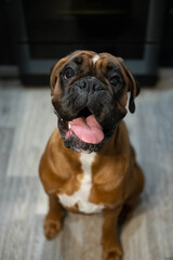 Obraz premium Adorable boxer dog standing in a bright kitchen showing curiosity playfulness and charm perfect for pet lifestyle and home concepts