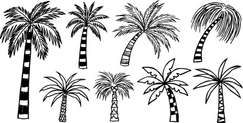 Fototapeta premium Black and white hand drawn palm trees collection vintage botanical sketches with varied leaf shapes and trunk patterns