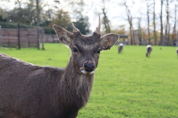 Fototapeta premium Roe deer stag looking at photographer