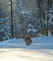 shih tzu dog runs through the snow in a park in winter  
