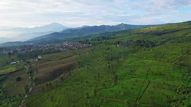 Aerial drone footage of huge green tea plantation fields, on the slope of Tangkuban Perahu, with Ciater city behind and some high mountains, in Subang area, Java island, Indonesia, at sunrise