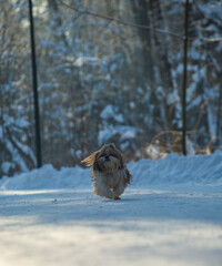 Fototapeta premium shih tzu dog runs through the snow in a park in winter 