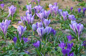 Meadow of early spring blooming Crocus vernus ' Striped Beauty' . Selected focus. Spring, nature,  awakening, spring environment . 