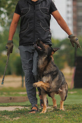 A dog handler and a German Shepherd training. German Shepherd training.