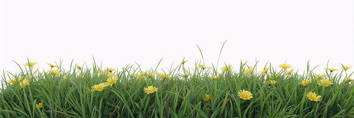green grass isolated on white background