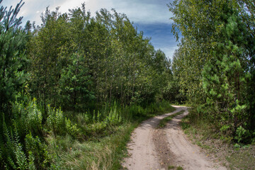 Fototapeta premium Curving Dirt Road Through Green Summer Forest