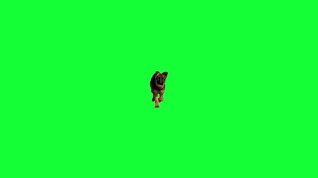 germen shepherd dog running towards camera green screen video, chroma key, 4k