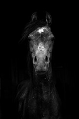 Fototapeta premium Portrait of the horse.