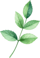 Obraz premium watercolor set features delicate pink roses